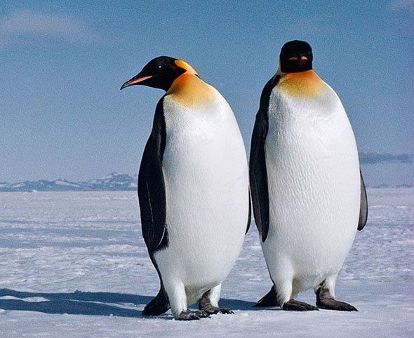 Antarctic Peninsula penguins